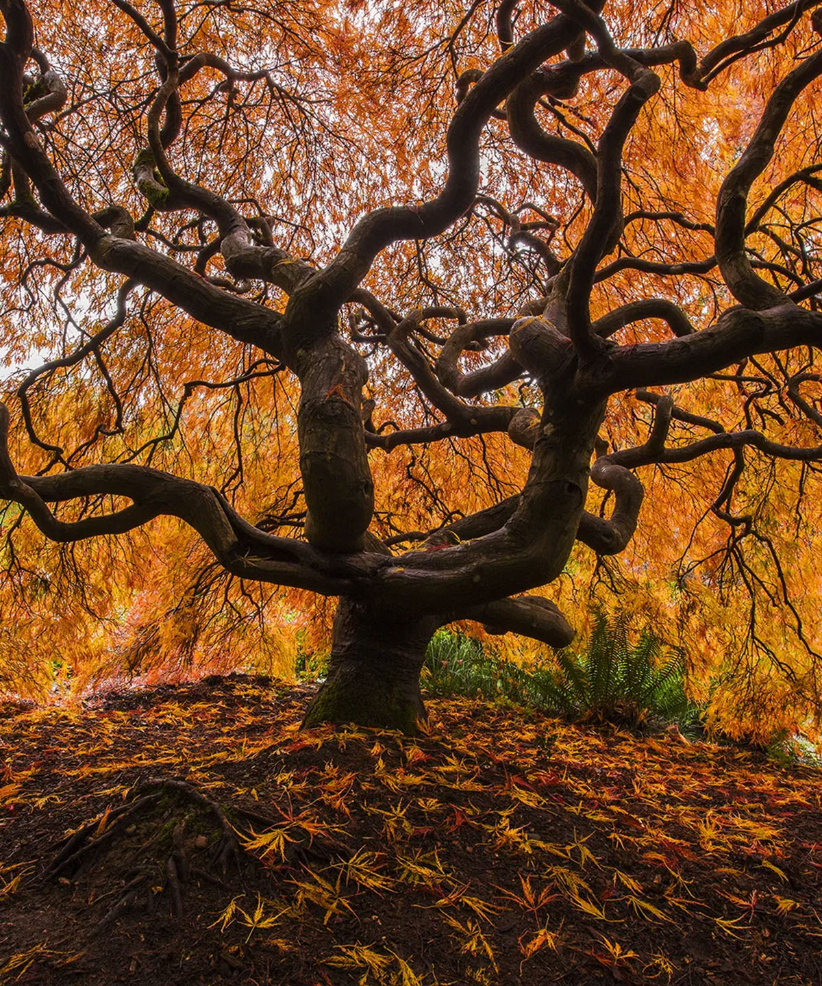 A gnarled, sprawling tree with vivid orange autumn leaves